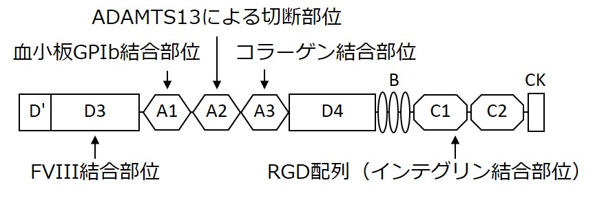 フォン・ヴィレブランド因子(VWF) | 一般社団法人 日本血栓止血学会 用語集